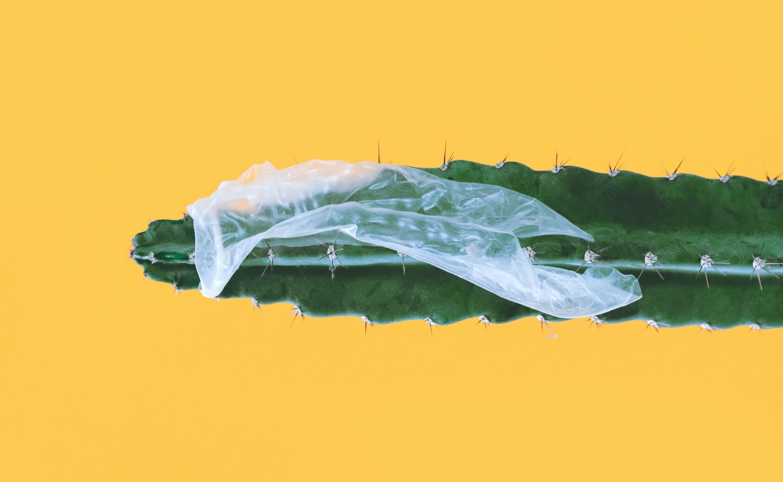 Pęknięta prezerwatywa utknęła na kaktusie
